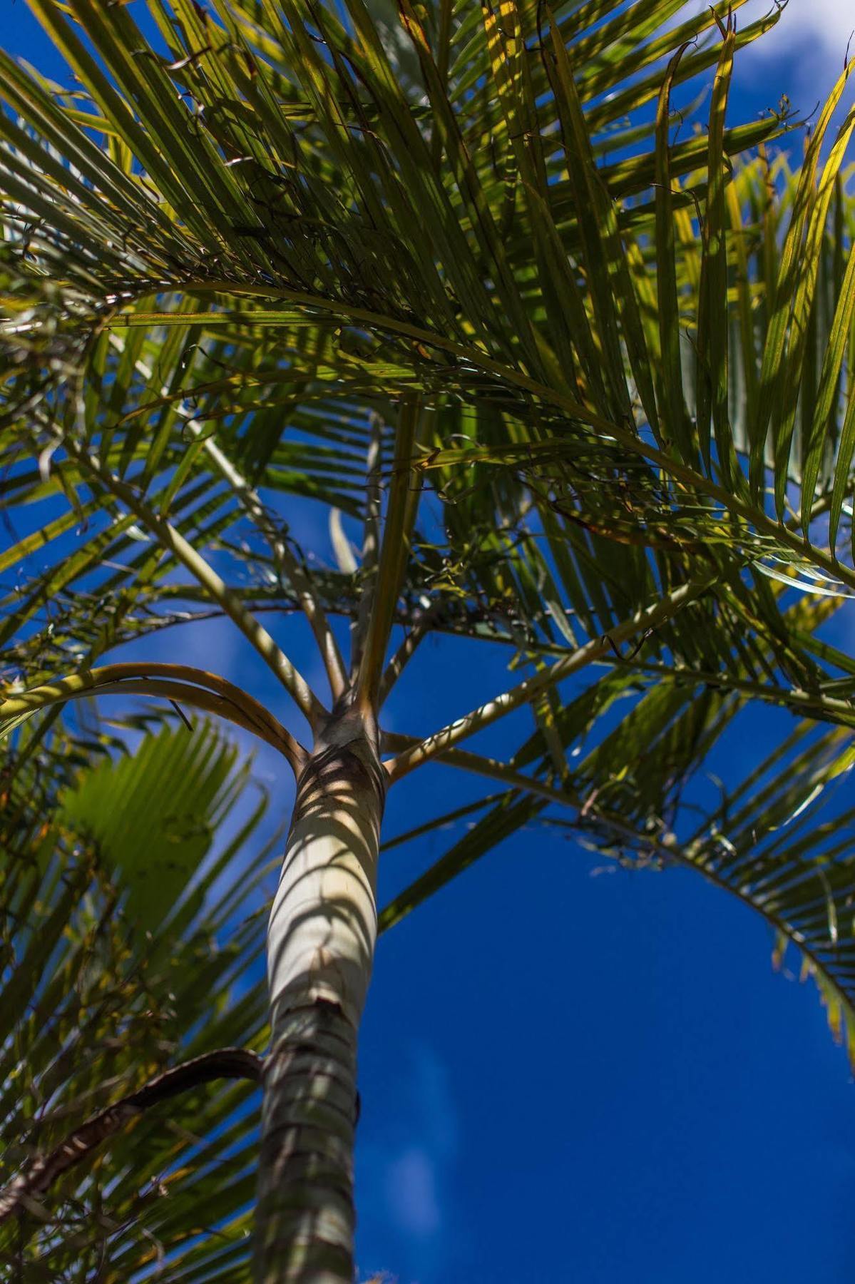 The Black Pearl Beachside Apartments Rarotonga Luaran gambar